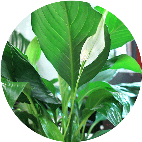 Several green leaves of a Peace Lily houseplant with one white bloom in front.